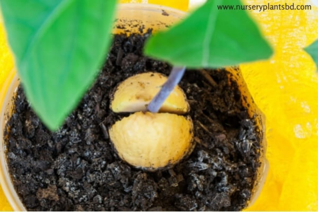 Avocado Plant