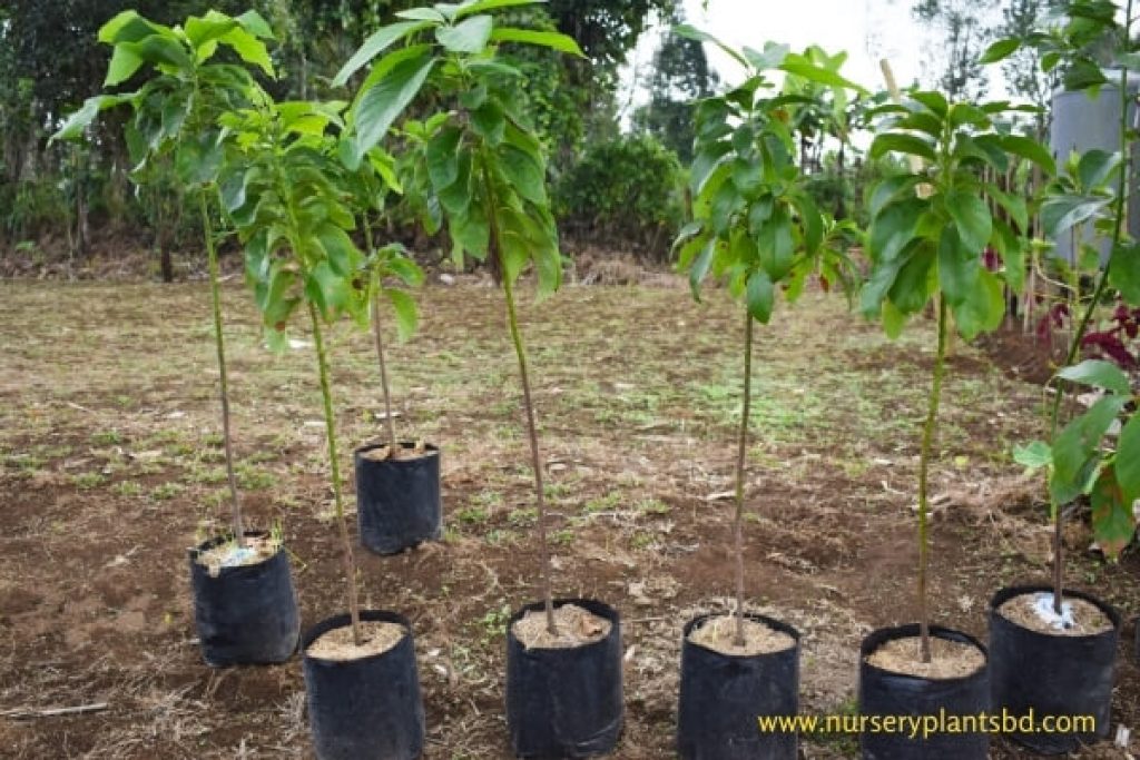 Avocado Price In Bangladesh