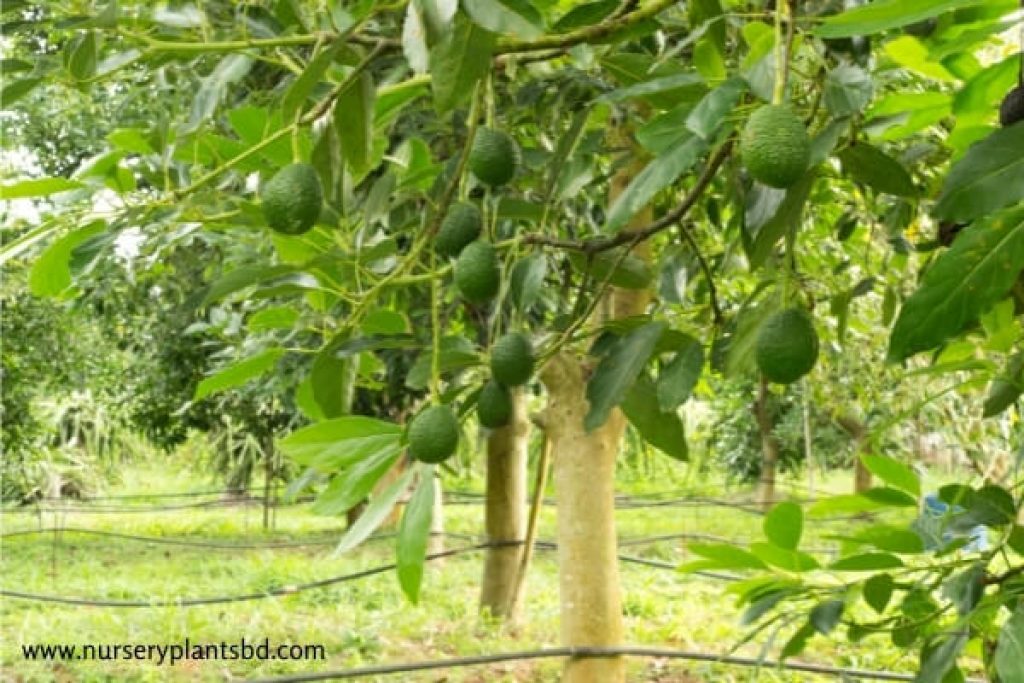 Avocado Tree