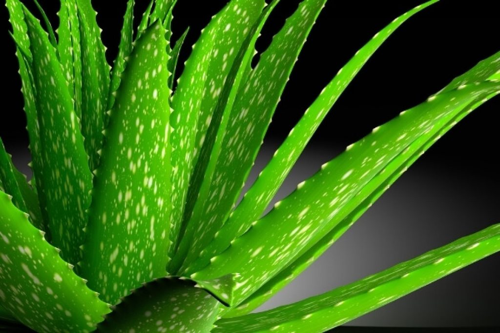Caring For Aloe Vera Plant