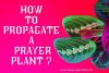 How To Propagate A Prayer Plant