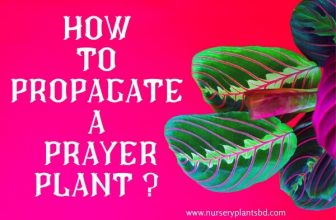 How To Propagate A Prayer Plant