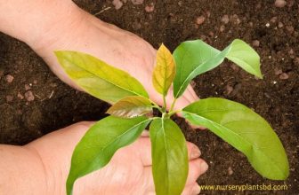 How to Plant an Avocado Seed in Soil
