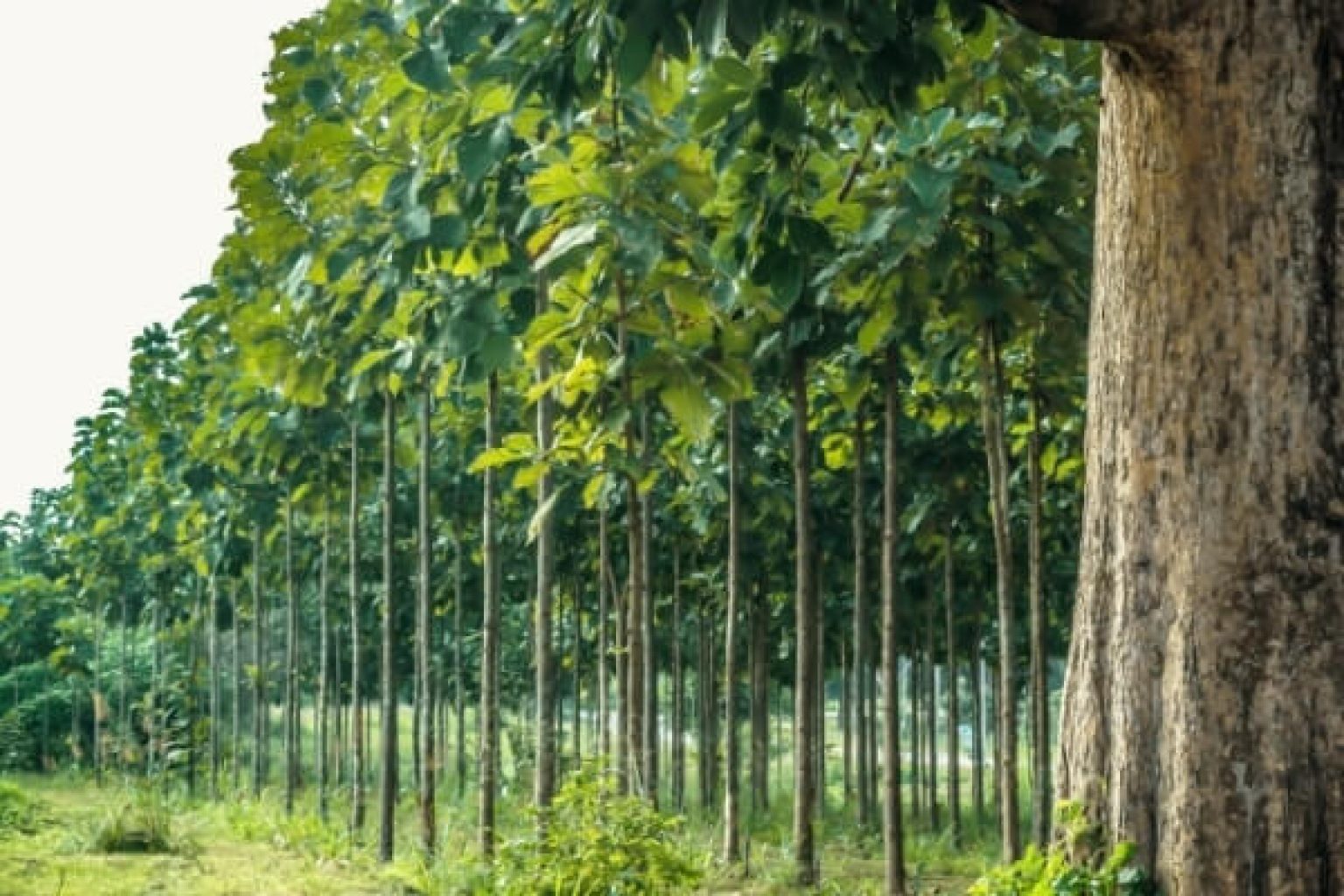TEAK: Segun Tree Plant Best Price - 2022