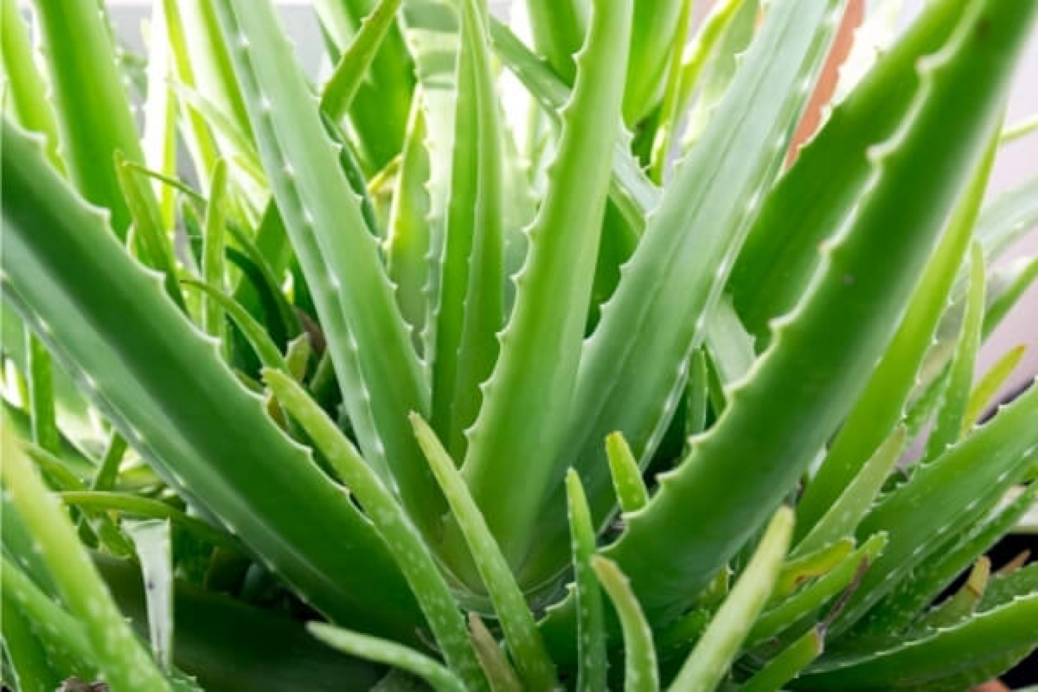 Aloe Vera Tree Best Price For Sale - 2021