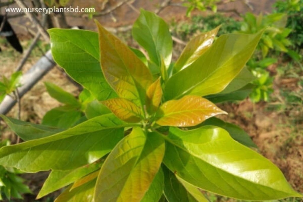 How Long Does It Take To Grow Avocado Trees