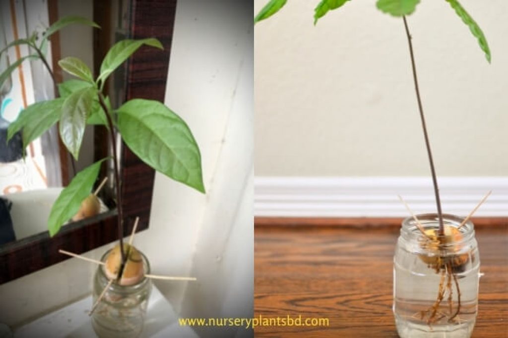 How To Grow Avocado Trees From Seed