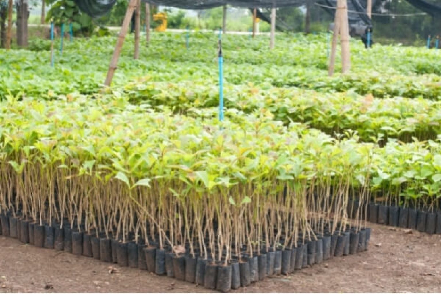 TEAK: Segun Tree Plant Best Price - 2021