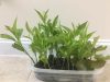 NIGHT BLOOMING JASMINE PLANT