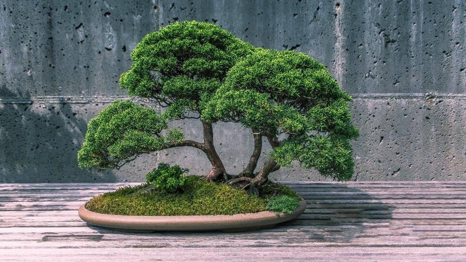 4K Bonsai Tree Wallpaper HD:Amazon.ca:Appstore for Android
