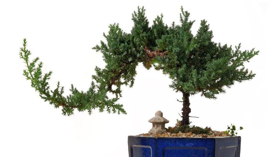 Bonsai tree stolen in Japan: Owners hope 400-year-old tree is watered