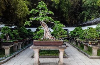 Plants Shop 2023 Bonsaihd