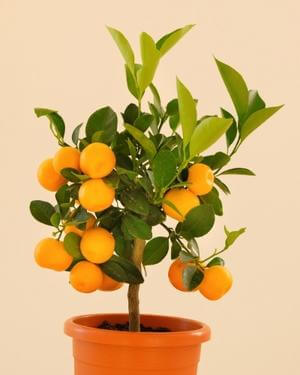 Fruit Tree