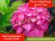 Cherry Explosion Hydrangea For Sale