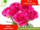 Pink Rose Nursery Plant For Sale