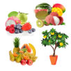 Fruit Plants