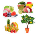 Fruit Plants