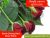 Dark Cherry Red Rose (Golap) Plants For Sale