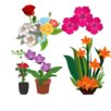 Flower Plants