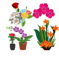 Flower Plants