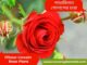 Mister Lincoln Rose Plant For Sale