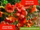 Allamanda Flower Plants For Sale