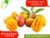 The Best Alphonso Mango Trees For Sale