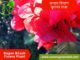 Bagan Bilash Flower Plants For Sale