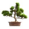 Bonsai Plant