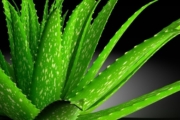 Caring for Aloe Vera Plant Best at Home and Outdoor