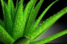 Caring for Aloe Vera Plant Best at Home and Outdoor
