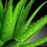 The Best Tree Plantation Paragraph