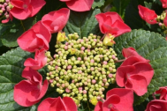 Everything You’Ve Ever Wanted To Know About Cherry Explosion Hydrangea