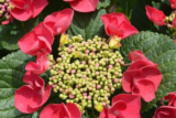 Everything You’ve Ever Wanted to Know About Cherry Explosion Hydrangea