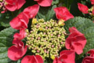 Everything You’ve Ever Wanted to Know About Cherry Explosion Hydrangea