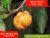 Deua-Monkey Jack Fruit Trees For Sale