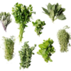 Herbal Plants