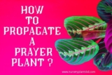 Best Article For “How To Propagate A Prayer Plant”