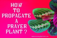 Best Article For “How To Propagate A Prayer Plant”