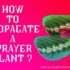 11 Best Step: How to Plant an Avocado Seed in Soil