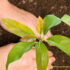 Best Article For “How To Propagate A Prayer Plant”