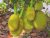 The Best Jack Fruit ( Kathal ) Trees For Sale