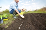 Land Selection, Seed Preparation, and Sowing for an Ideal Nursery