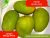 The Best Langra Mango Trees For Sale