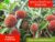 The Best Pulasan Fruit Tree Nursery Plants