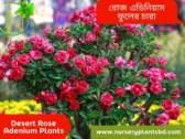 Rose Adenium Flower Plants For Sale