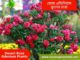 Rose Adenium Flower Plants for sale