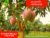 The Best Amrapali mango trees For Sale