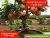 The Best Malaysian Apple Trees For Sale