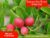 The Best Miracle Fruit Trees For Sale